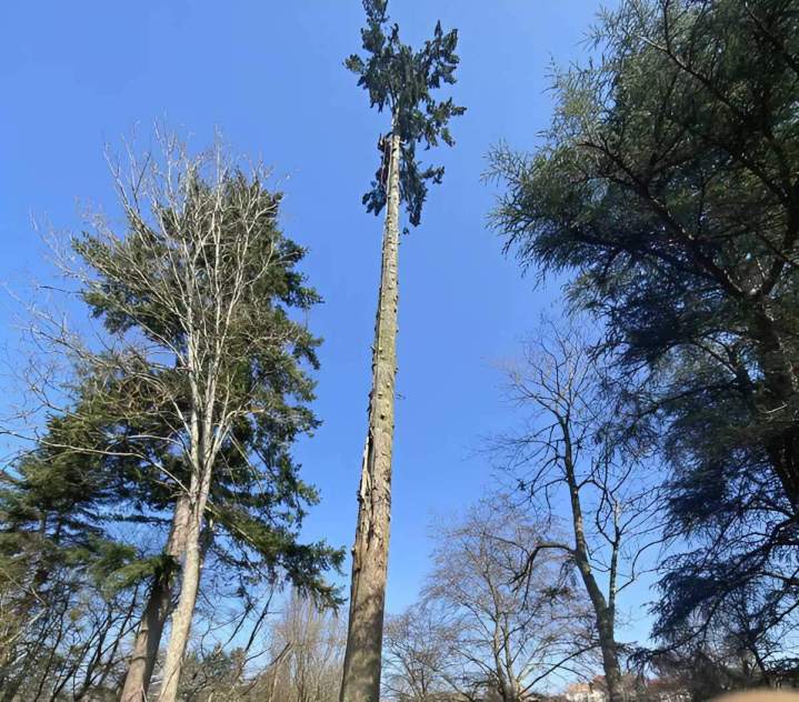Laissez-nous élaguer ou abattre rapidement vos arbres !