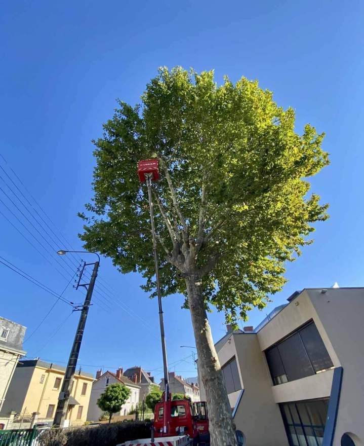 Travaux d’élagage Montluçon