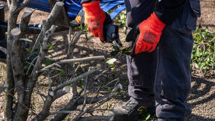 Travaux d’élagage Montluçon