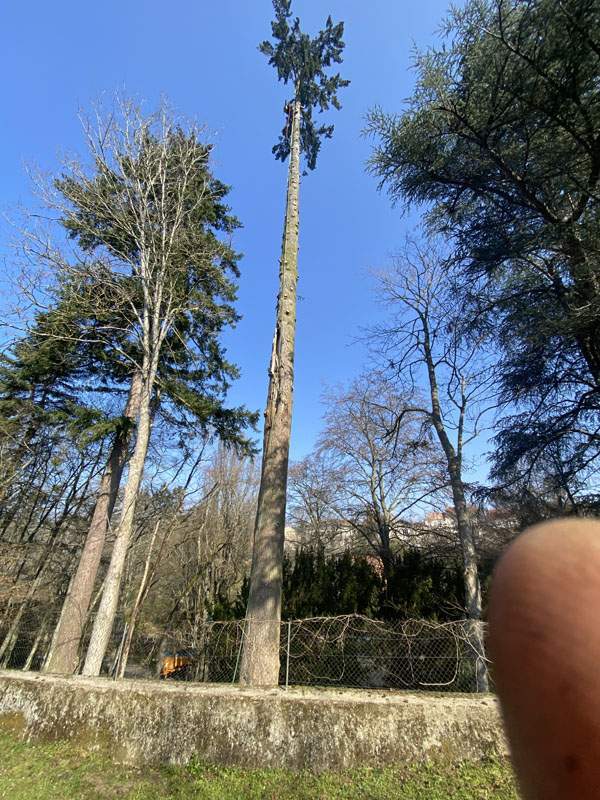 Travaux d’élagage Montluçon