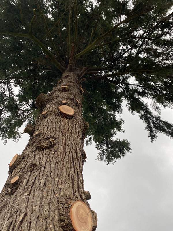 Travaux d’élagage Montluçon